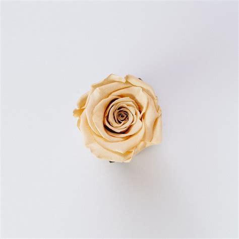 Rose top view Images - Free Download on Freepik