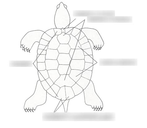 Image result for Turtle Shell Diagram