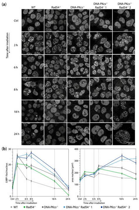Synergistic Roles of Non-Homologous End Joining and Homologous ...
