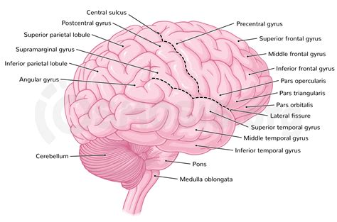 Image result for Brain Cortex Labeled