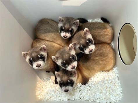 Animals & Wildlife | Phoenix Zoo