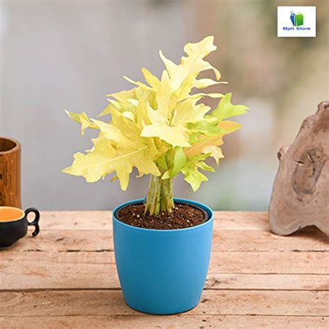 Amazing Store Philodendron selloum (Golden) - Plant : Amazon.in: Garden ...