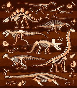 科学家为什么仅凭几块骨头化石就能推断出恐龙的外貌，习性，以及食物链的？ - 知乎