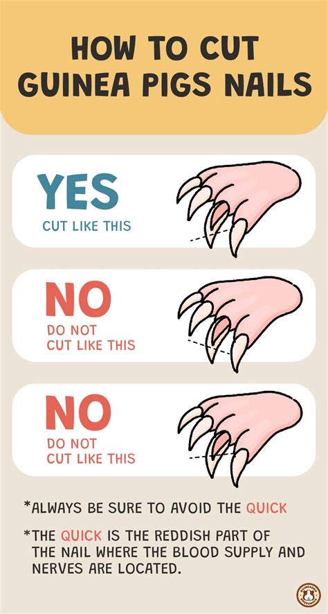 Take Care Of Guinea Pig Nails: Essential Tips For Healthy Paws - Smart Pets Lover
