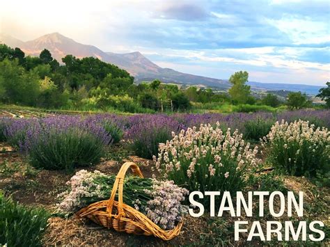 2023 Colorado Annual Lavender Festival: Self Guided Tours, 41586 Reds ...