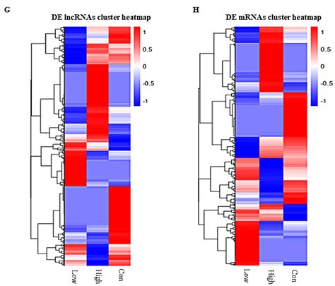 Long Non-Coding RNA GDAR Regulates Ovine Granulosa Cells Apoptosis by ...