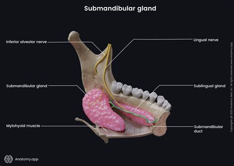 Facial Anatomy Salivary Glands at Lisa Mccoy blog