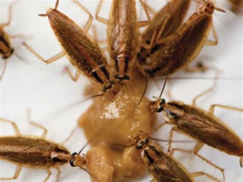 German Cockroach Poop 的图像结果