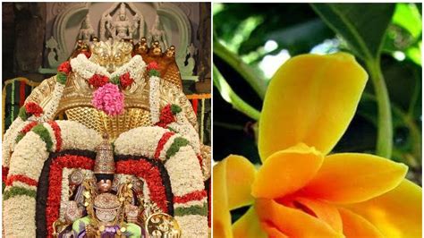 Tirumala Temple: శ్రీవారికి సంపంగి అంటే ఎందుకంత ఇష్టం... చరిత్ర ఏం ...