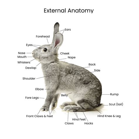 Understanding the Complex Anatomy and Physiology of the Rabbit - The Domesticated Rabbit