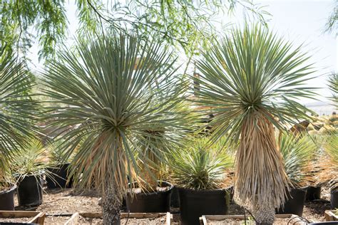 Yucca Aloifolia Care