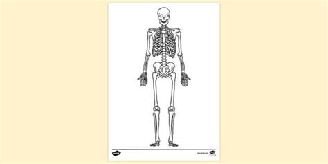 Skeletal Systems Skeleton Colouring | Colouring Sheets