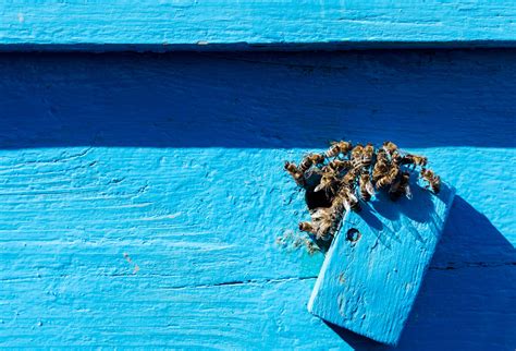 Bee Control in Monmoth County | Agile Pest