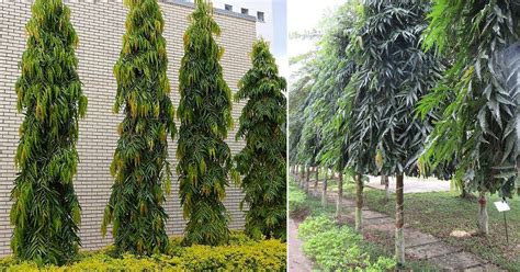 Best Ashok Plant Trees Nursery Near To Me Kadiyam India Saraca indica ...