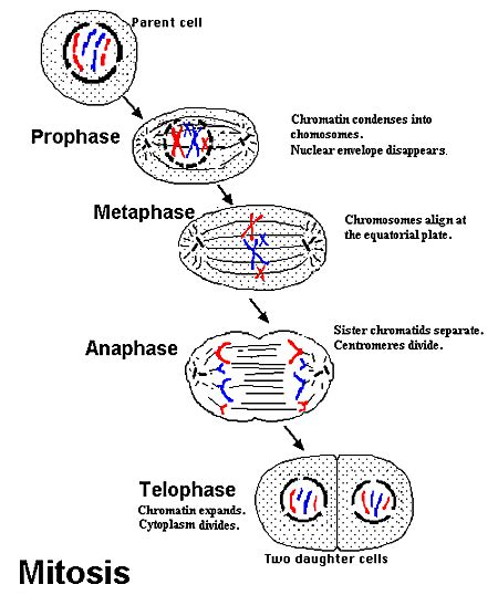 Figure 3: Mitosis cell cycle