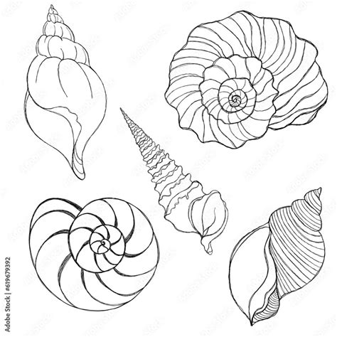 Image result for Sea Shell Line Drawing Blue Print