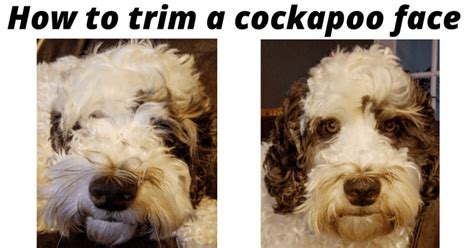 Image result for Clipping a Cockapoo