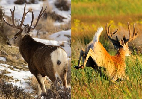 Mule Deer vs. Whitetail Deer: How to Tell Them Apart | Outdoor Life