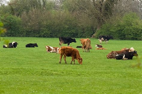 Free Images : grass, field, farm, meadow, prairie, animal, cow, herd ...