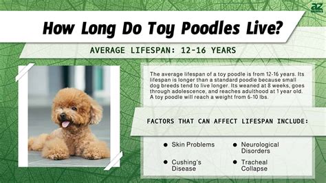 Teacup Poodle Life Expectancy at Paul Pineda blog