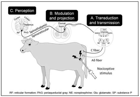 Pain at the Slaughterhouse in Ruminants with a Focus on the ...