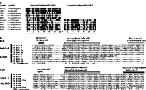 Image result for Conserved Sequence