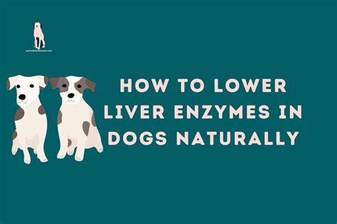 What Causes High Liver Enzymes in Dogs - Canine Liver Disease Resource ...