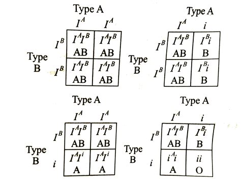 The child of 'O' group has 'B' group father .The genotype of the father ...