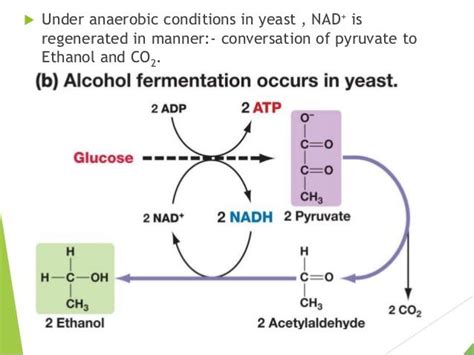 Fate of pyruvate in anaerobic respiration? | EduRev Class 12 Question