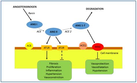 Angiotensin-Converting Enzyme 2 (ACE2) as a Potential Diagnostic and ...