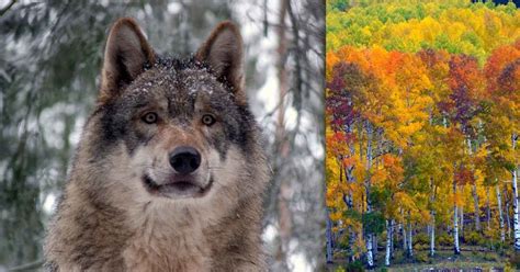 Image result for Gray Wolves Yellowstone