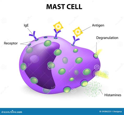 Mast Cell Degranulation Cartoon Vector | CartoonDealer.com #13078689