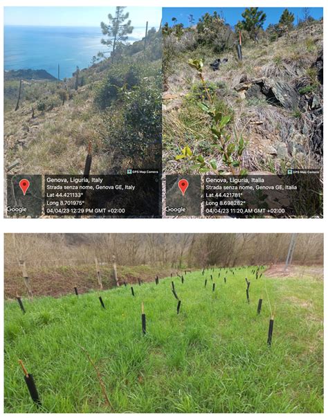 Advancing Urban and Extra-Urban Afforestation: A Case Study of the ...
