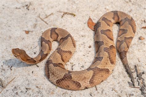 Copperhead | South Carolina Partners in Amphibian and Reptile Conservation