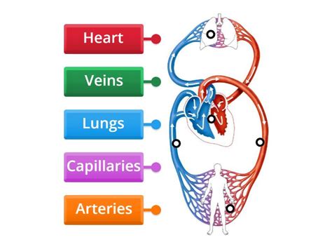 Image result for Circulatory System Diagram without Labels
