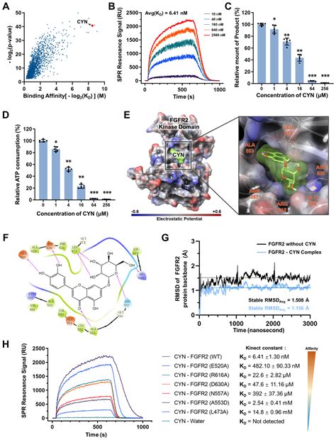 Inhibition of FGFR2 Signaling by Cynaroside Attenuates Liver Fibrosis