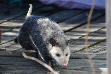 Do Possums Eat Rats