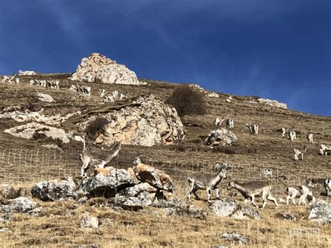 青海黄南牧民拍到百只“撒欢”的岩羊_央广网