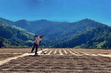 Coffee Processing Technology 的图像结果