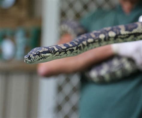 Python Who Got Addicted To Meth Goes To Rehab For Treatment In ...