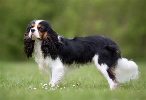 Cavalier King Charles Spaniel: Anjing Yang Menawan Dan Penuh Pesona ...