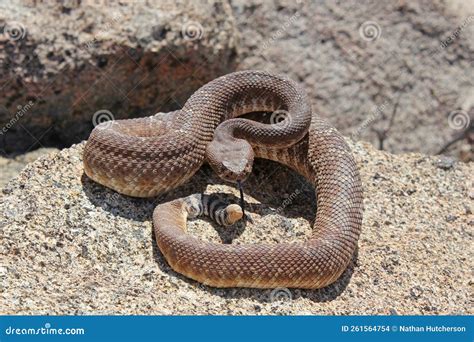 Large Red Diamond Rattlesnake Crotalus Ruber Coiled on Boulder Stock Photo - Image of ...