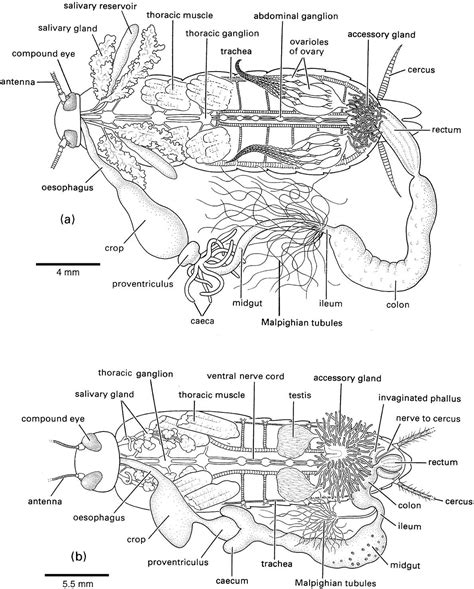 Cockroach Dissection Kit 的图像结果