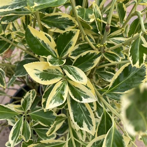 Euonymus - Silver King - 3 gallon