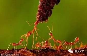 科学网—动物的性生活之蚂蚁的淫荡史 - 王振的博文