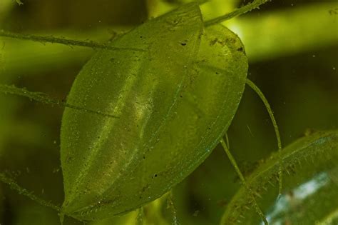 Aldrovanda vesiculosa