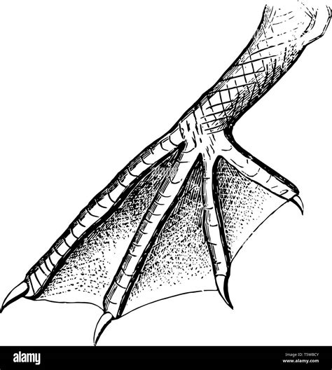 How To Draw Webbed Feet