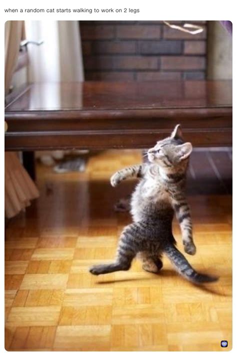 Cat Walking On Two Legs Meme