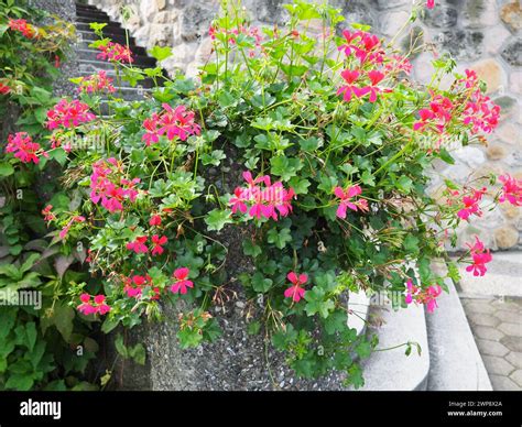 Blooming pink ivy geranium pelargonium, vertical design of landscaping ...