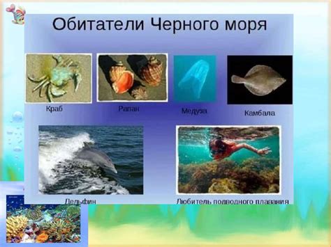 Морские обитатели Черного моря - презентация онлайн